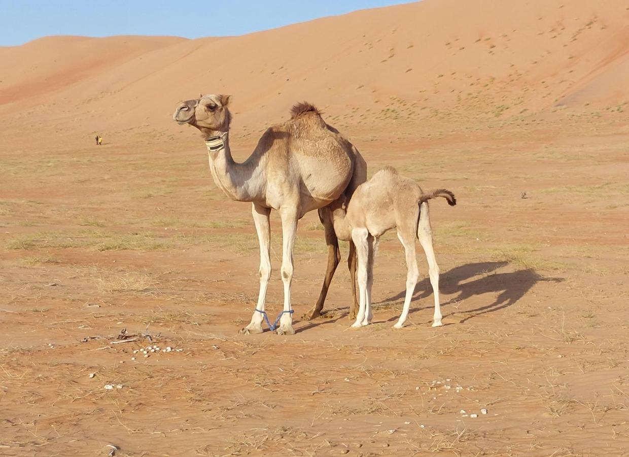 Delight Desert Camp Al Wāşil Екстериор снимка